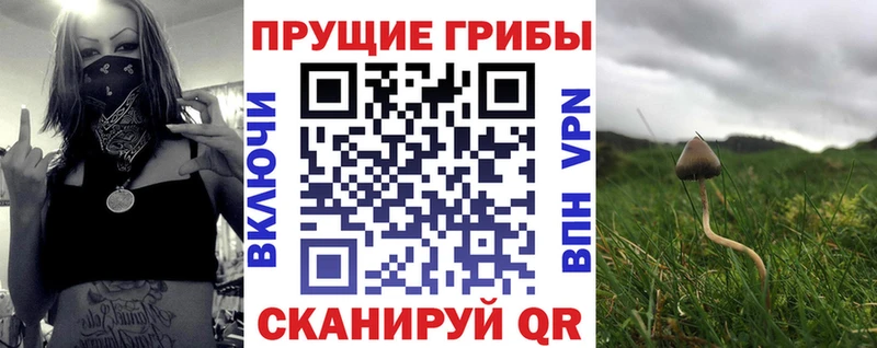 Псилоцибиновые грибы Cubensis Жердевка